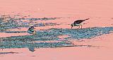 Two Killdeer Foraging At Sunrise_P1170600